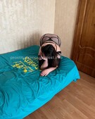 Анкета проститутки Софа - метро Фили-Давыдково, возраст - 30